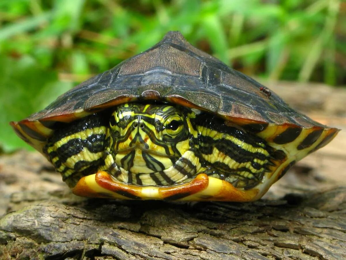 Красноухая черепаха хищная. Красноухая черепаха. Красноухая Пресноводная черепаха. Красноухие Черепашки. Черепаха водная красноухая.