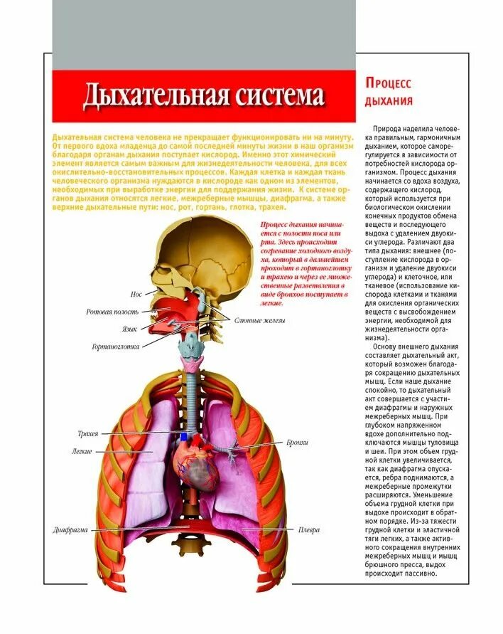 Физиологическое строение определяет