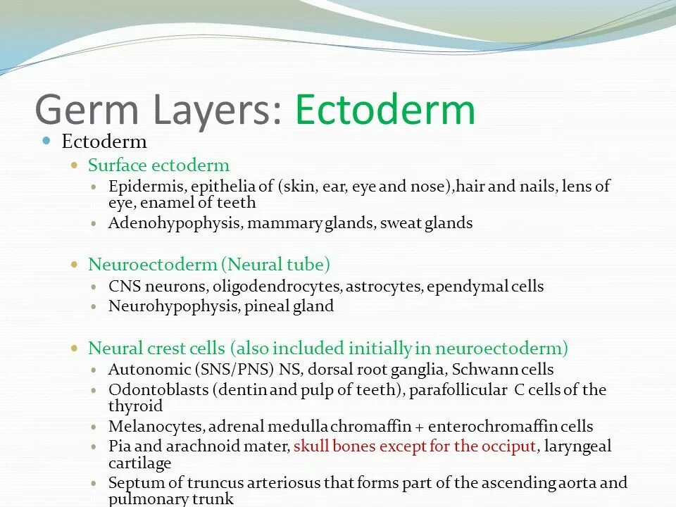 Ectoderm. Hunan Primary Germ layers.