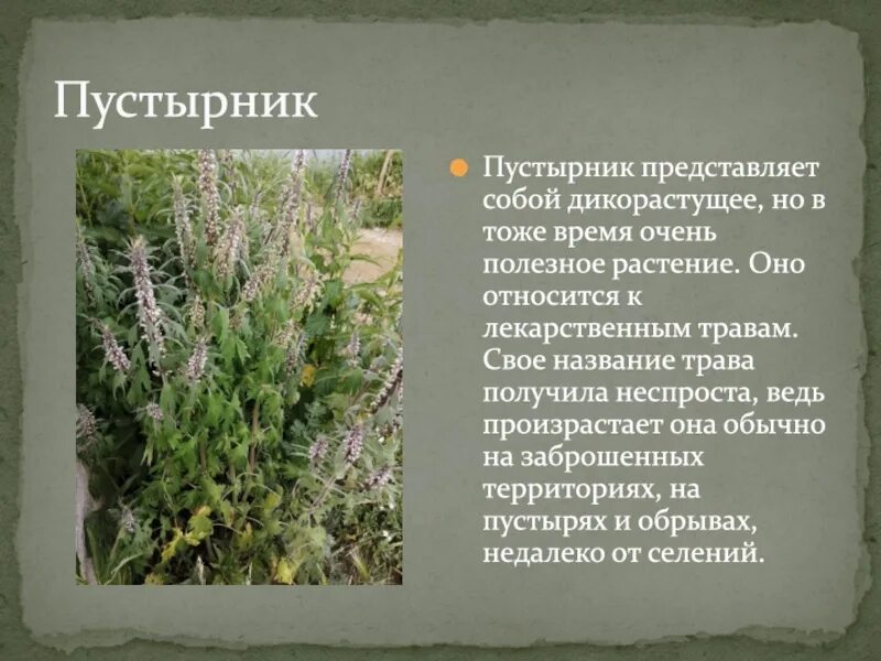 Пустырник сообщение. Стихотворение про пустырник. пустырник и медведь басня крылова.