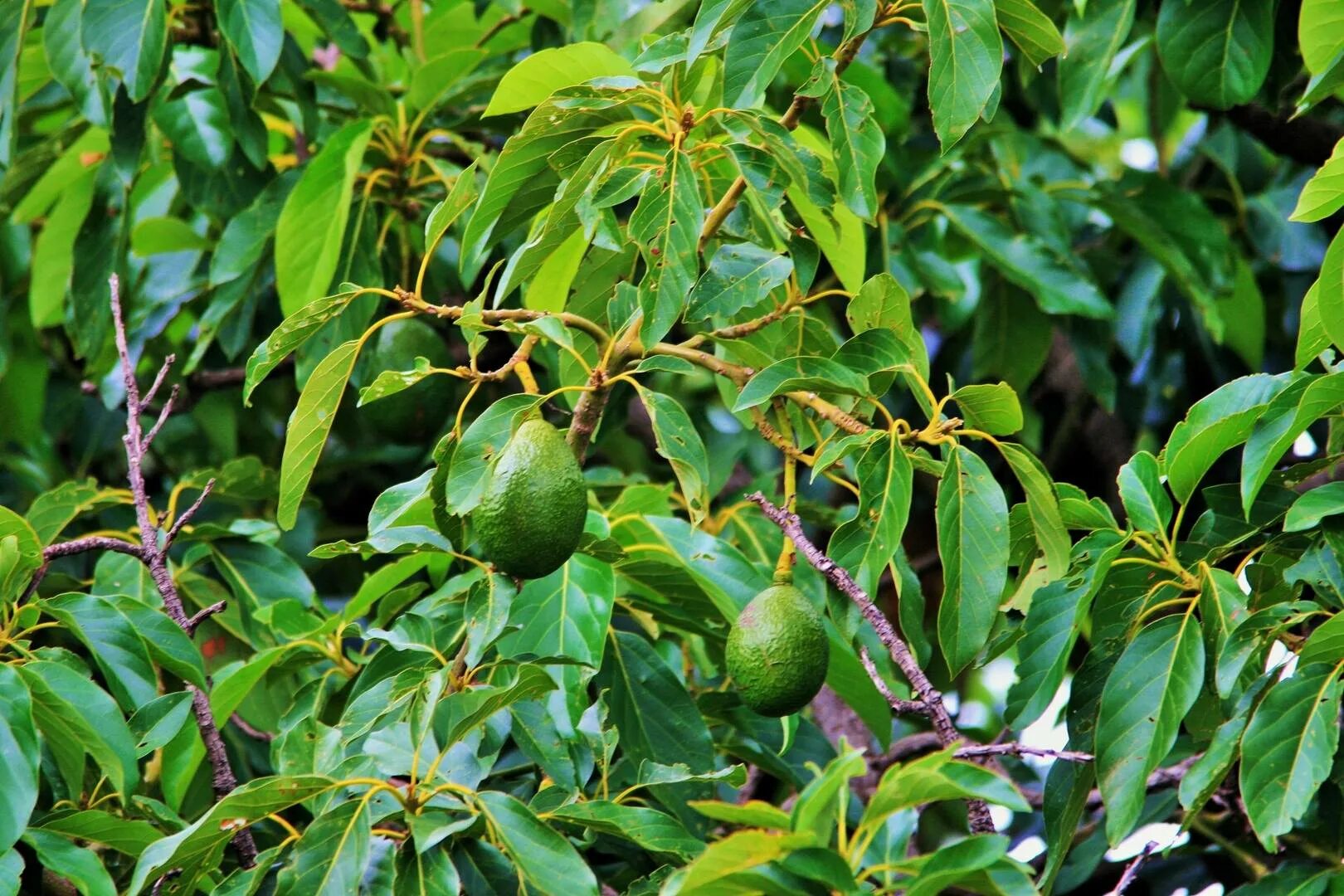 Growing avocados in Southern California - Greg Alder's Yard Posts: Food Gardenin