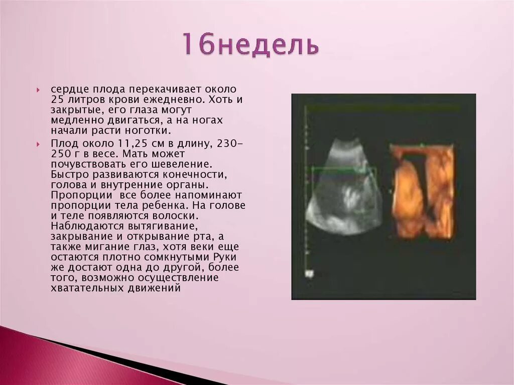 Сердцебиение плода девочка. Сердцебиение плода. Сердцебиение плода 16 недель. Сердцебиение ребенка в 16 недель беременности. Норма сердцебиения плода.