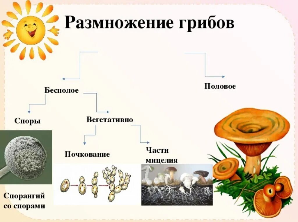 Половые споры грибов. Бесполое размножение грибов спорами. Схема полового размножения грибов. Вегетативное размножение грибов примеры. Схема способы размножения грибов.