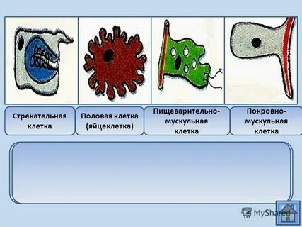 Слой тела эпителиально мускульные клетки