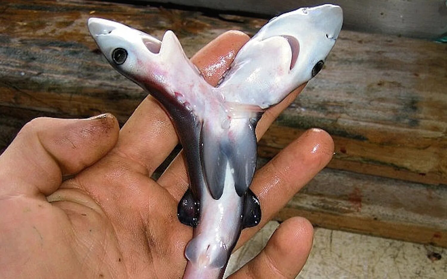 двухголовая акула