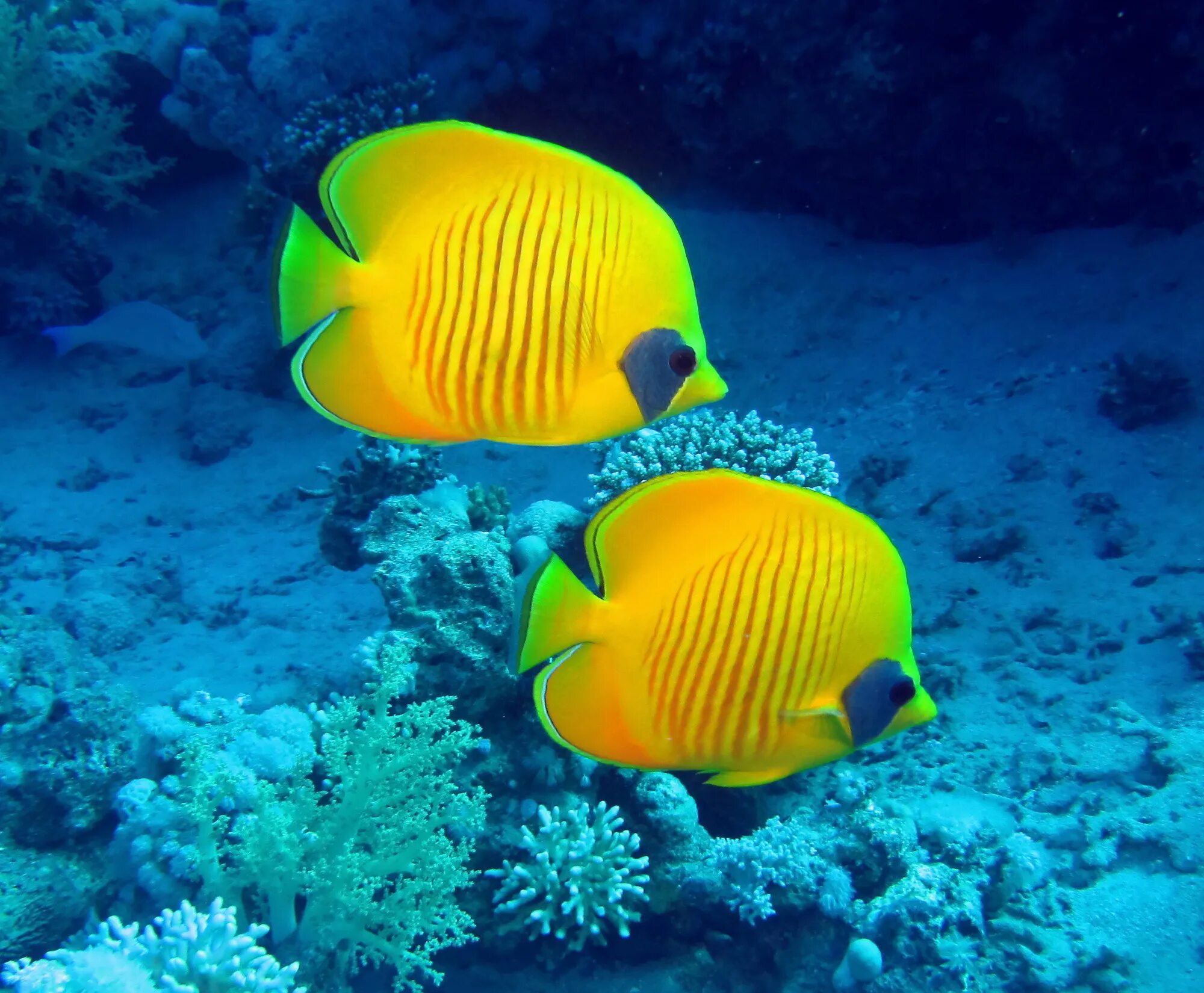 Про рыб океана. Рыба бабочка рифовая. Яркие рыбки. Тропические рыбки. Желтая морская рыба.