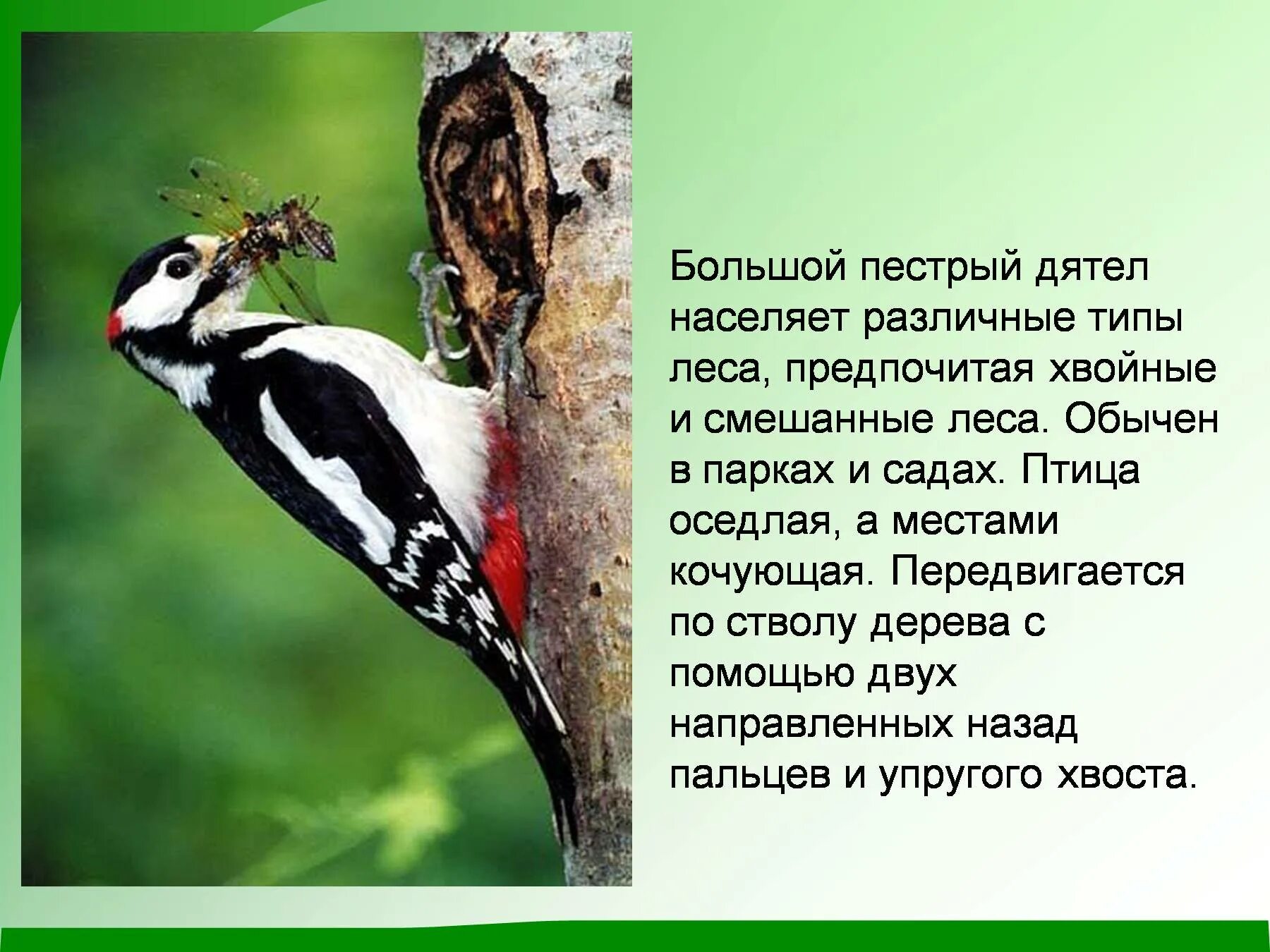 Образ жизни птиц леса. Оседлые птицы пёстрый дятел. Дятел оседлая птица. Большой пёстрый дятел. Лесные птицы презентация.