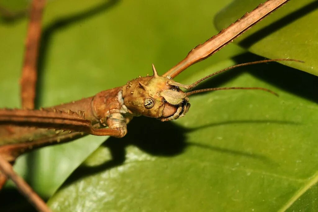 Малайзийский палочник. Аннамский палочник. Что такое палочник. Что такое палочник. Реликтовый уссурийский палочник.