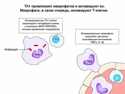 Макрофаги анализ