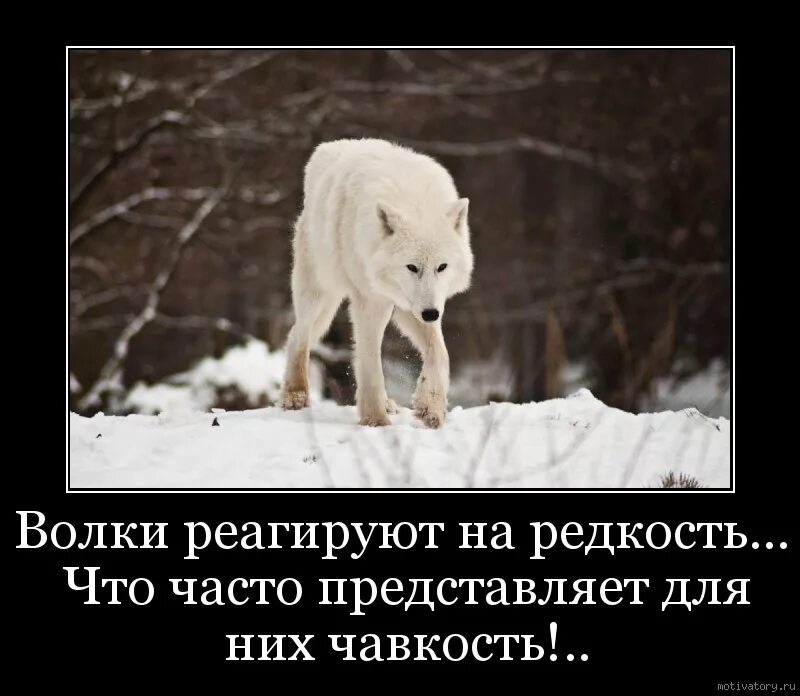 Часто представляю его в
