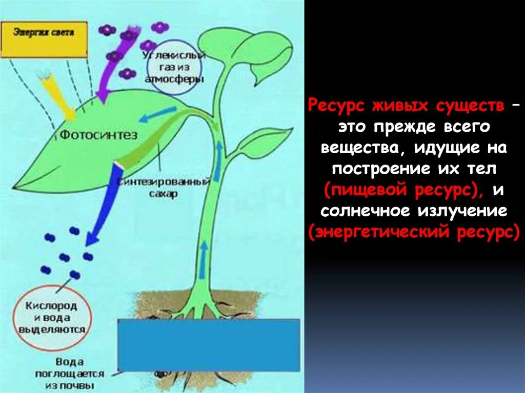 Растения на свету поглощают кислород или нет