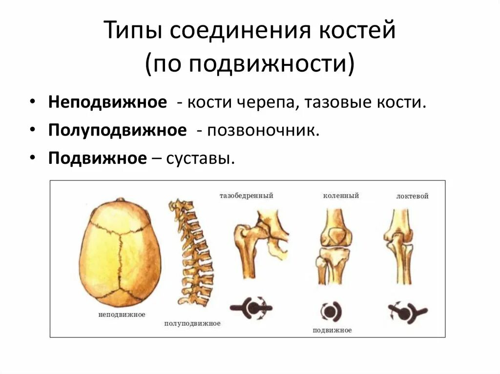 Типы соединения костей неподвижное и полуподвижное. Типы соединения костей подвижное. Неподвижные полуподвижные и подвижные соединения костей. Соединения костей неподвижные полуподвижные подвижные суставы.