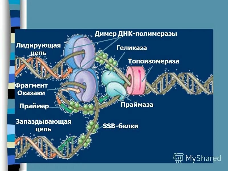 Матричная днк начинается