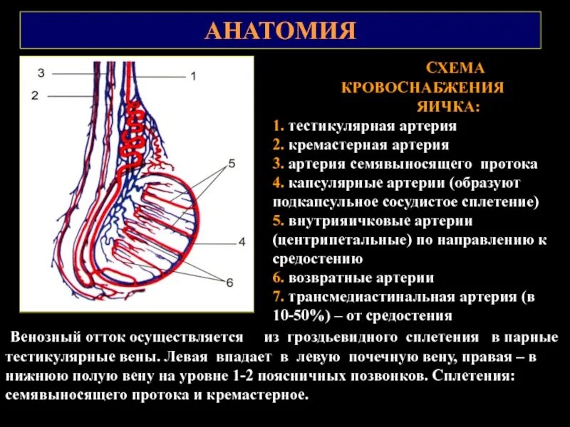 Артерии яичка