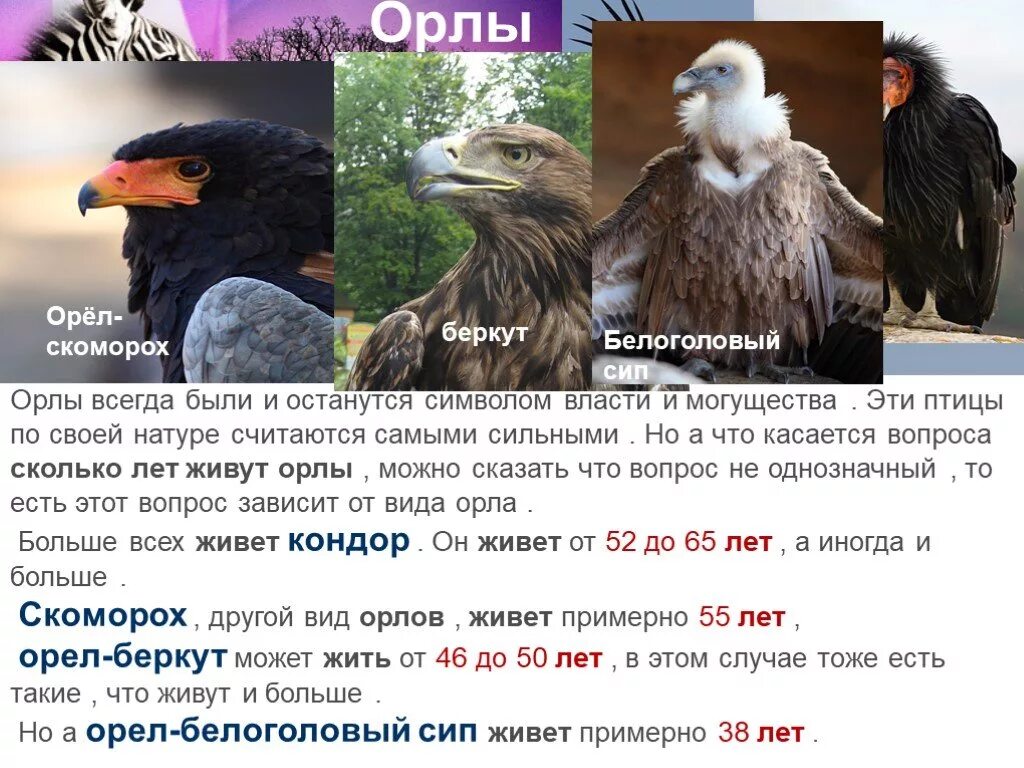 Сколько длится орел