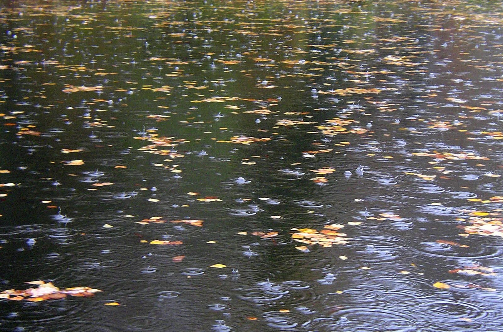 Дождливая осень. Дождь осенью. Осень дождь. Моросящий осенний дождь. Дождь шел уже несколько дней кряду мелкий