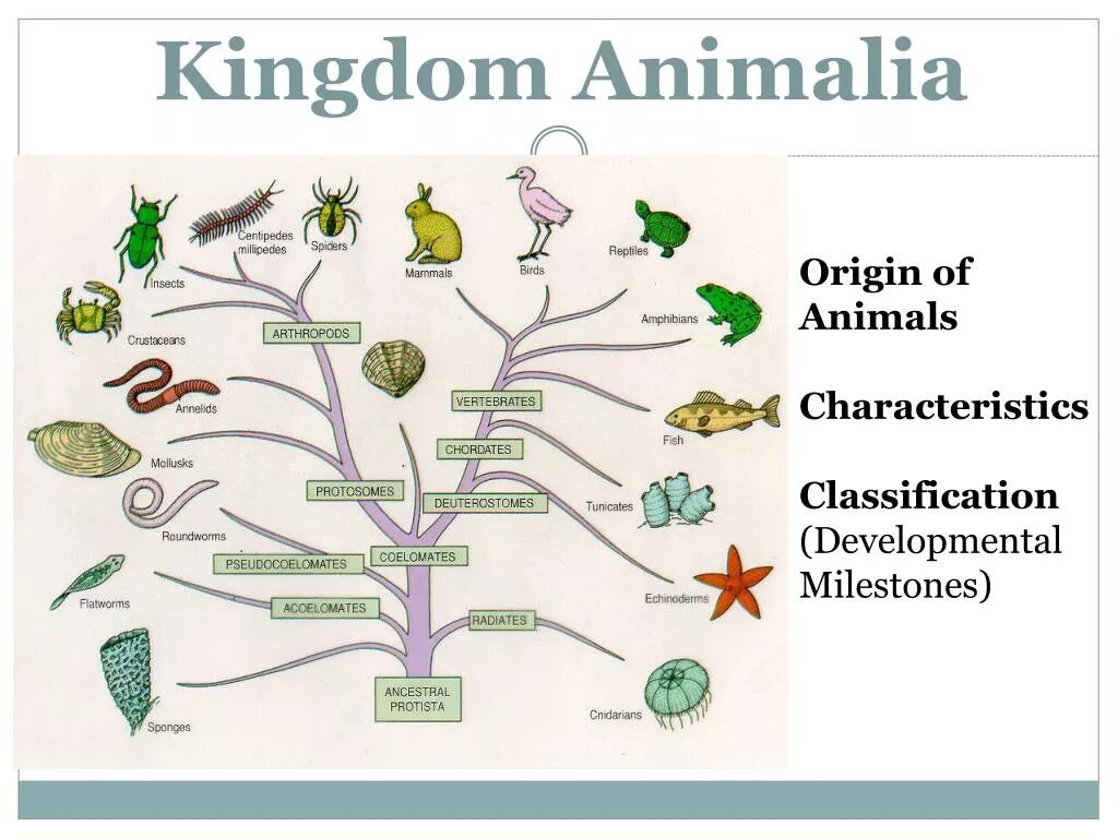 Processing of animals. Царство animalia. animal kingdom classification. царство animalia класс insecta. classification of animals.