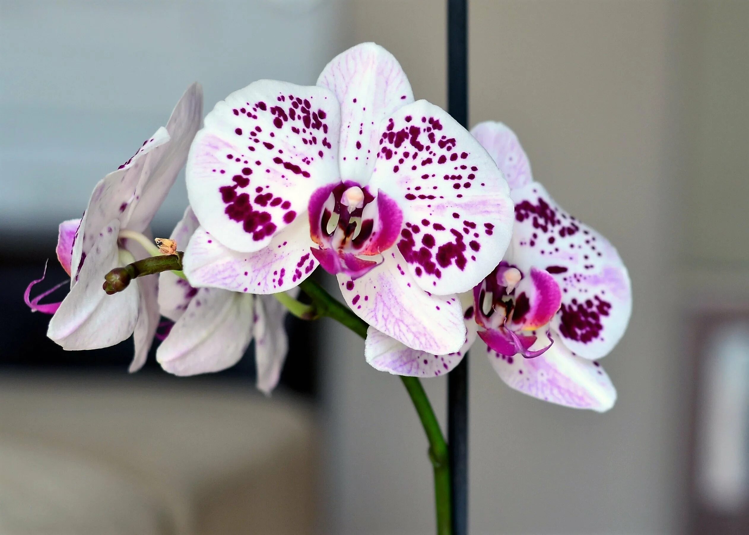Фаленопсис казанова. Орхидея bernhard phalaenopsis. Фаленопсис джакаранда. Орхидея фаленопсис ямайка. Фаленопсис чармер.