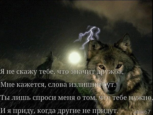 Что означает быть сильным. Одинокий волк цитаты. Высказывания о волках. Афоризмы о волке одиночке. Цитаты про Волков со смыслом.