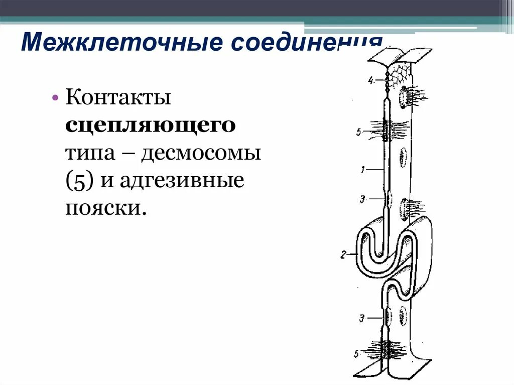 Адгезивный поясок схемы. Межклеточные соединения контакты. Межклеточные соединения контакты. Молекулярная организация ткани. Межклеточные соединения контакты.