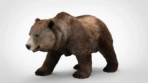 Bear d