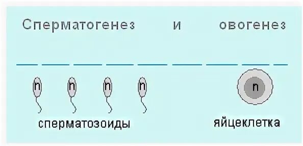 Тест по теме оплодотворение. Тест по теме оплодотворение