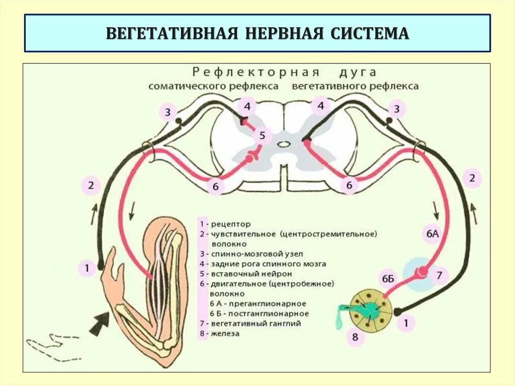 Дуги вегетативной нервной системы. Схема трехнейронной рефлекторной дуги соматического рефлекса. Схема рефлекторной дуги соматической системы. Схема вегетативного рефлекса физиология. Схема дуги вегетативного рефлекса.