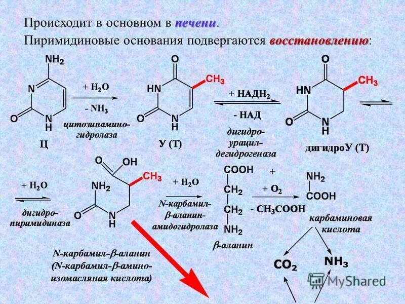 Распад пиримидиновых. Распад нуклеиновых кислот до нуклеотидов. Биохимия нуклеиновых кислот и нуклеотидов. Пиримидиновые основания биохимия. Продукты катаболизма пиримидиновых оснований.