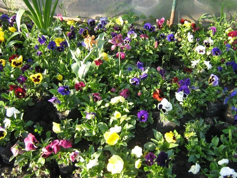 анютины глазки и виола в грунт. виола агротехника. рассада«анютины глазки», «виола». виола период цветения. виола цветы самосевом.