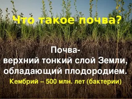 Почва обладает плодородием