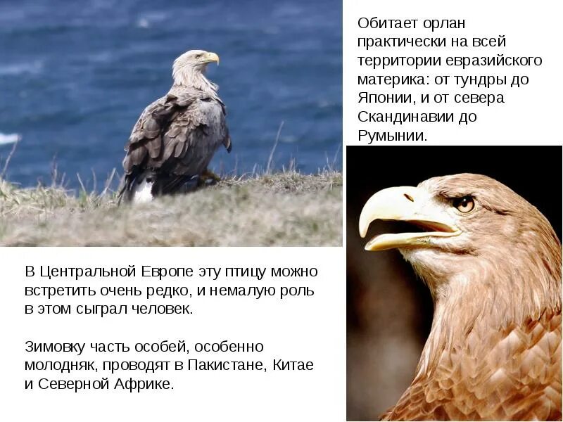 Птицы ставропольского края. Орлан белохвост обитает. Степной орел 4 класс окружающий мир. Степной орел 4 класс окружающий мир. Особенности строения орел степной.