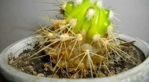 Что делать если гниет кактус. Фитофтора на кактусах. Кактус грузони загнил. Фитофтороз кактуса. Что делать если гниет кактус.