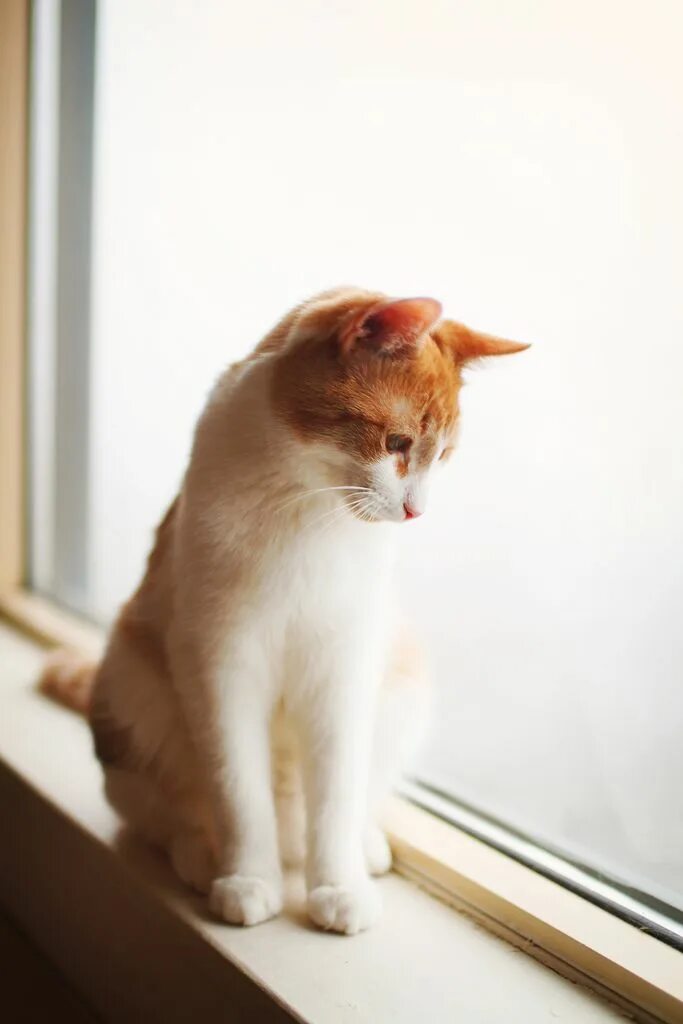 Кот смотрит вниз. Рыжая кошка. котики рыжие с белым. рыже белый котенок. бело рыжая кошка.