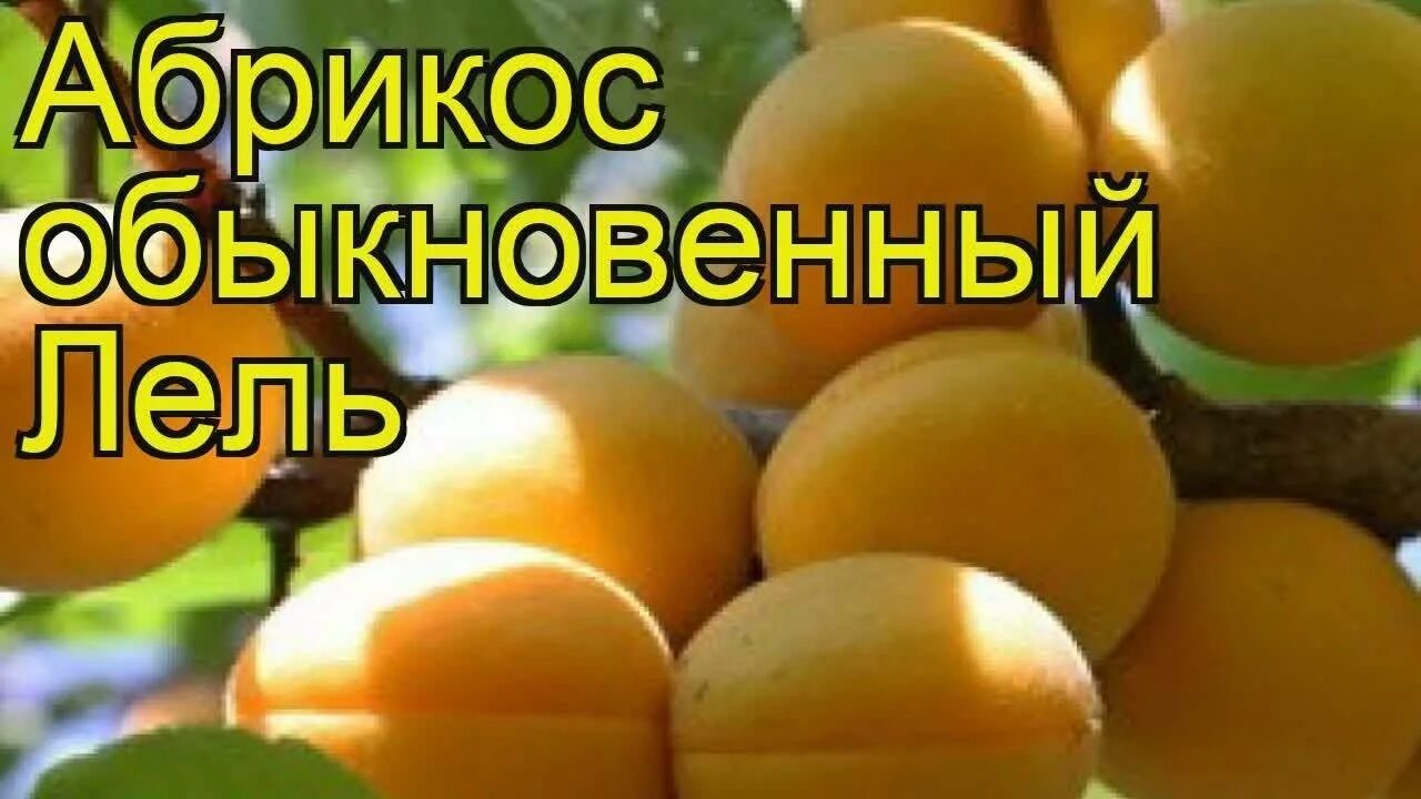 Сорт абрикосов лель. Абрикос сорта лель. абрикос лель 2-летка. абрикос лель дерево. абрикос обыкновенный.