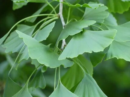 Гинкго билоба ginkgo biloba