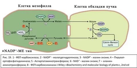 Надф в хлоропласте