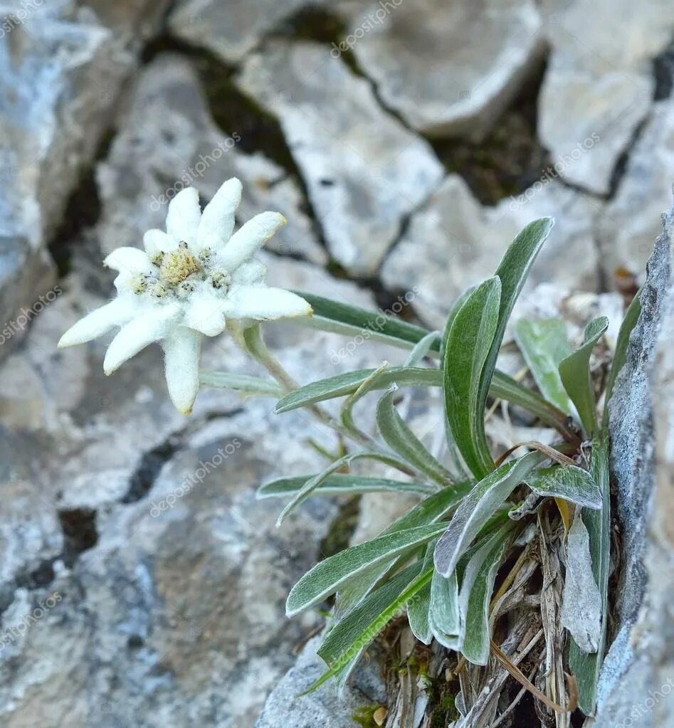 Какой тип питания характерен для эдельвейса. Эдельвейс Альпийский. Горный цветок Эдельвейс. Эдельвейс принцесса Альп. Leontopodium alpinum.