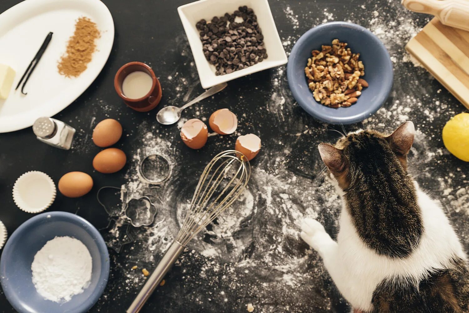 Cooking cat. Кошачьи следы на еде. Еда для кошек домашнего приготовления. Еда с котами. Кошачий корм на столе.