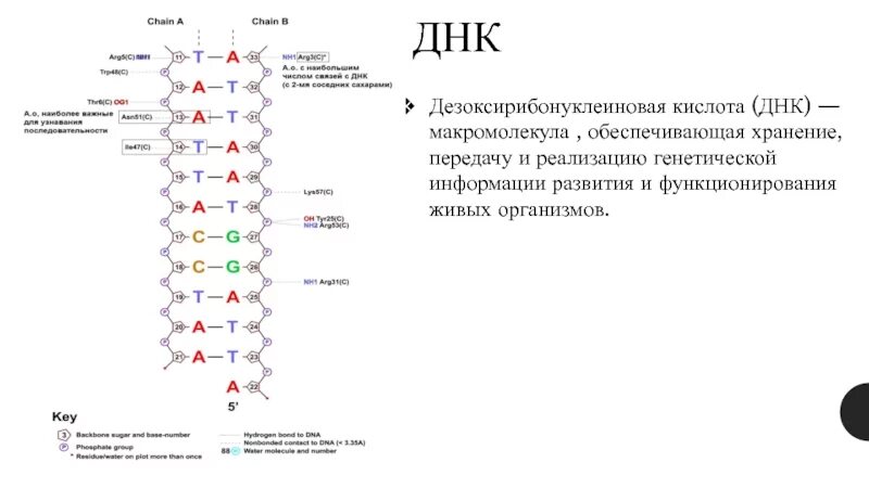 Хранение генетической информации обеспечивает