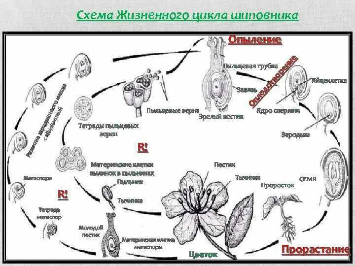 При делении жизненного цикла овощных растений. Жизненный цикл растений схема. Жизненный цикл цветковых схема. Жизненный цикл развития растения схема. Общая схема жизненного цикла растений.