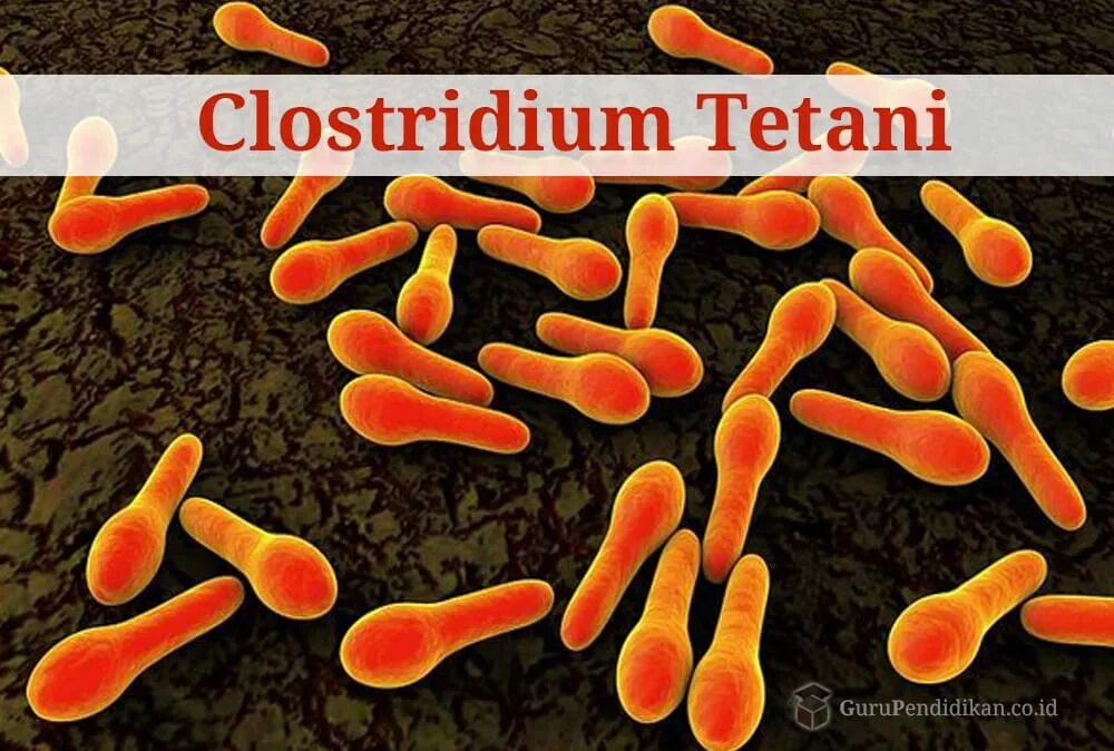 Столбнячная палочка Clostridium tetani.