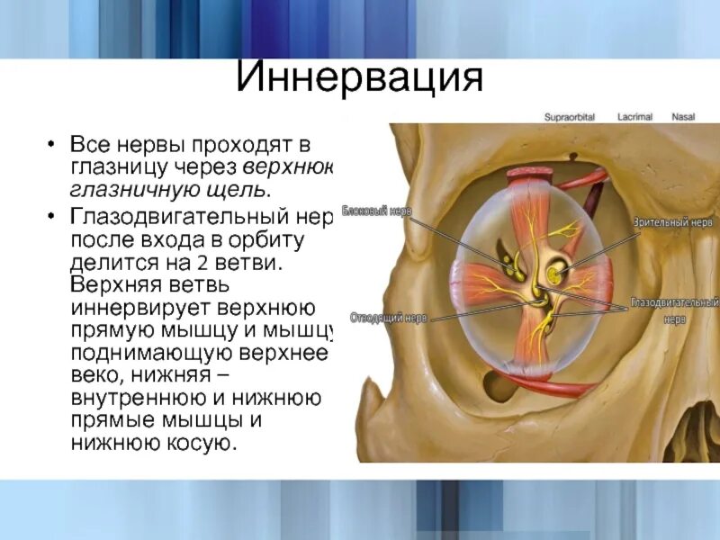 Через глазничную щель проходят