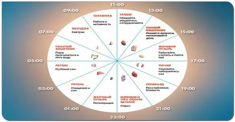 Часы работы организма человека