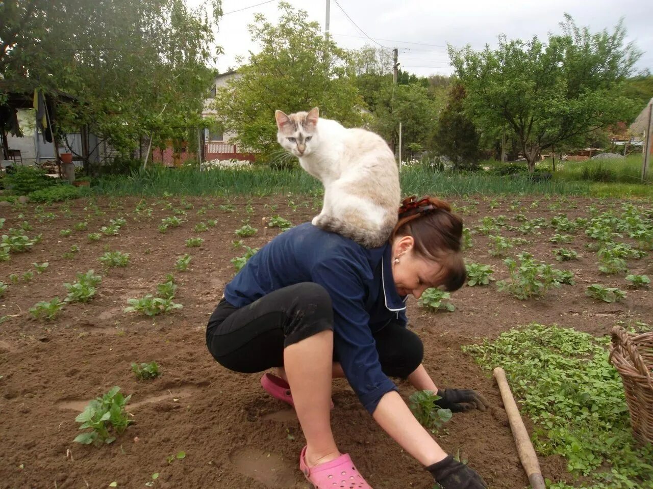 Кот на даче. Кошка копает грядки. Кошка в саду. Кошка в огороде. Кот в огороде.