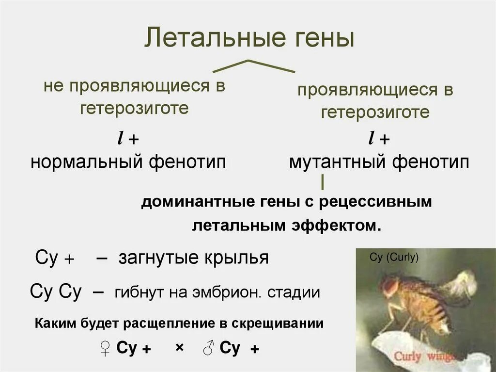 Летальный генотип