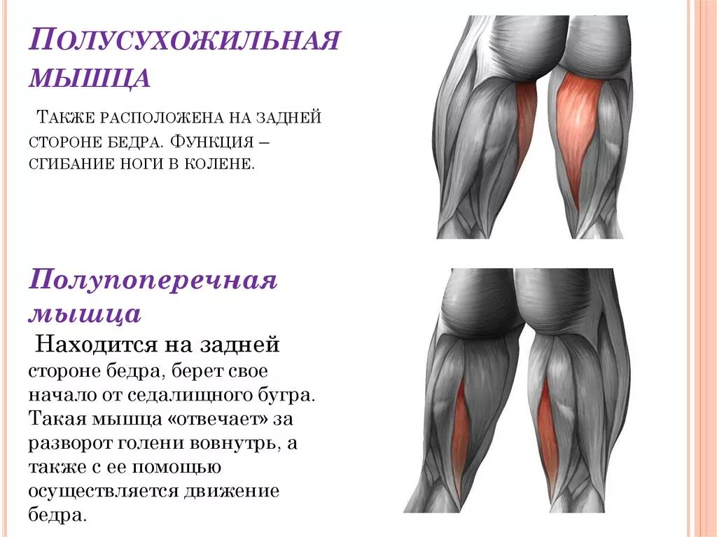 Почему сводит бедра. Двуглавая мышца бедра функции. Полусухожильная мышца и бицепс бедра. Бицепс бедра полуперепончатая полусухожильная мышца.