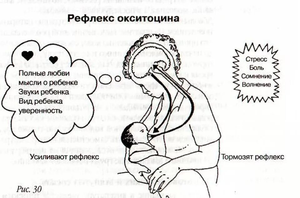 Выработка окситоцина. Рефлекс окситоцина грудное вскармливание. Рефлекс пролактина и окситоцина. Кормление грудью схема. Окситоцин влияние.