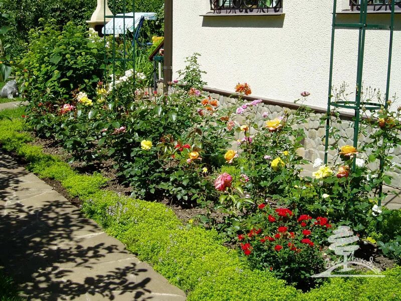 куда посадить розы. куда посадить розы. роза почвопокровная розариум. пион бартзелла в ландшафтном. розы на даче.