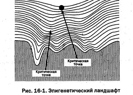 Эпигенетический ландшафт