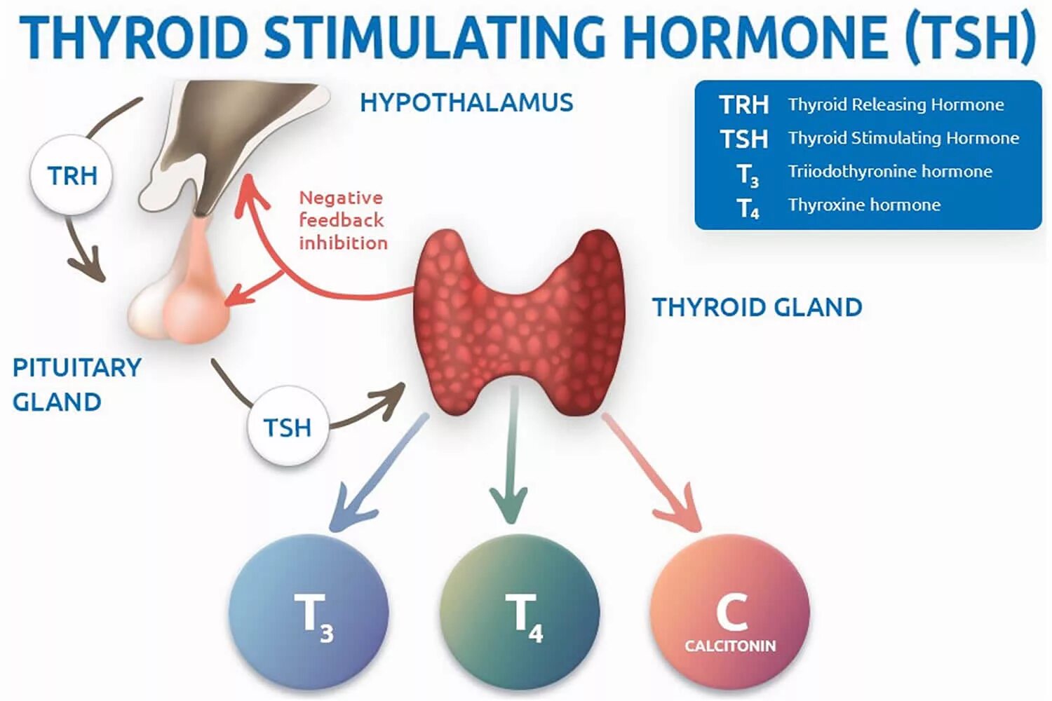 ТТГ гормон 4.60. Гормоны щитовидной железы ТТГ И т4. ТТГ влияет на функцию щитовидной железы по принципу. Тиреотропный гормон вырабатывается гормонов. Тиреотропный гормон гипофиза